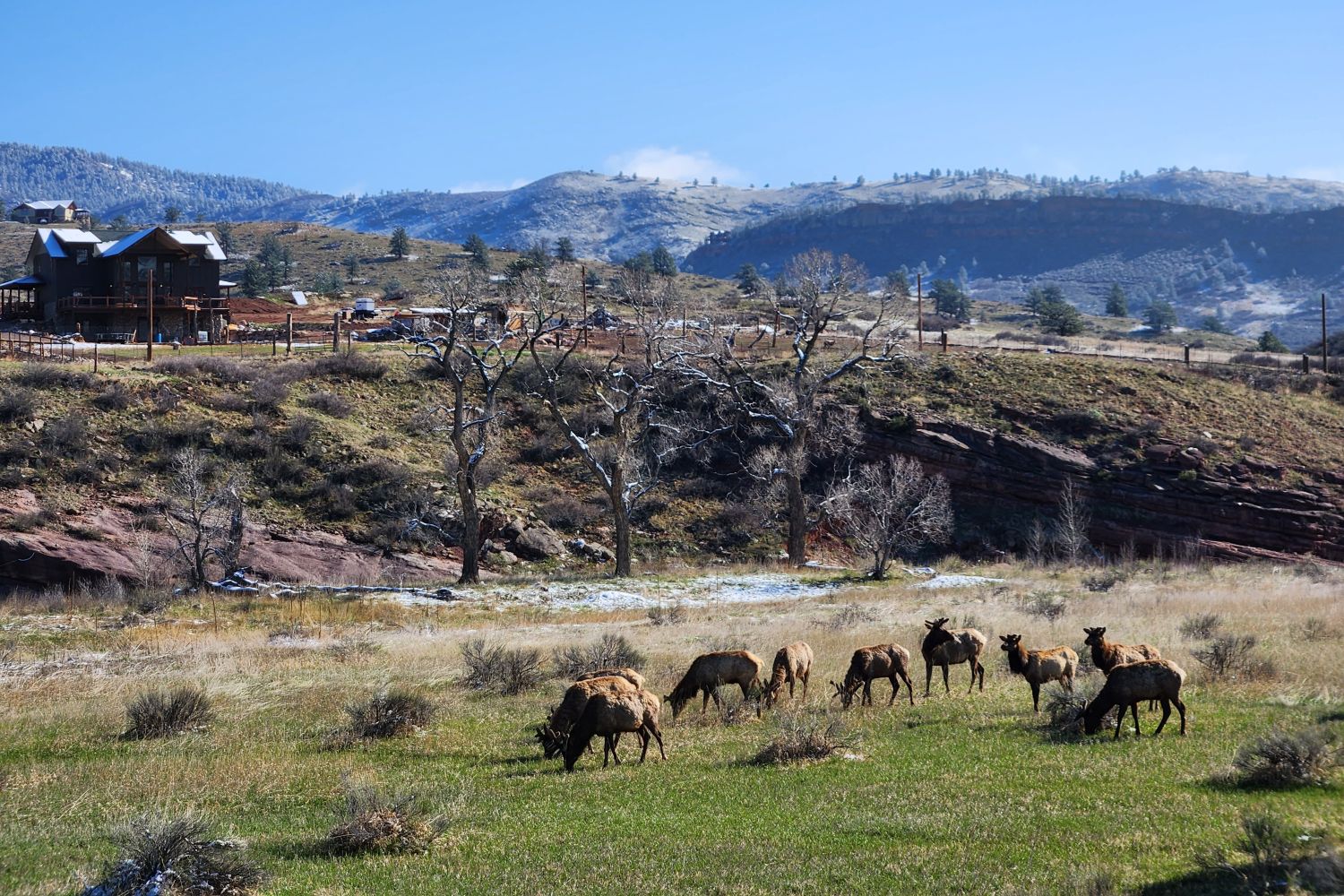 Elk in the meadow, early spring.