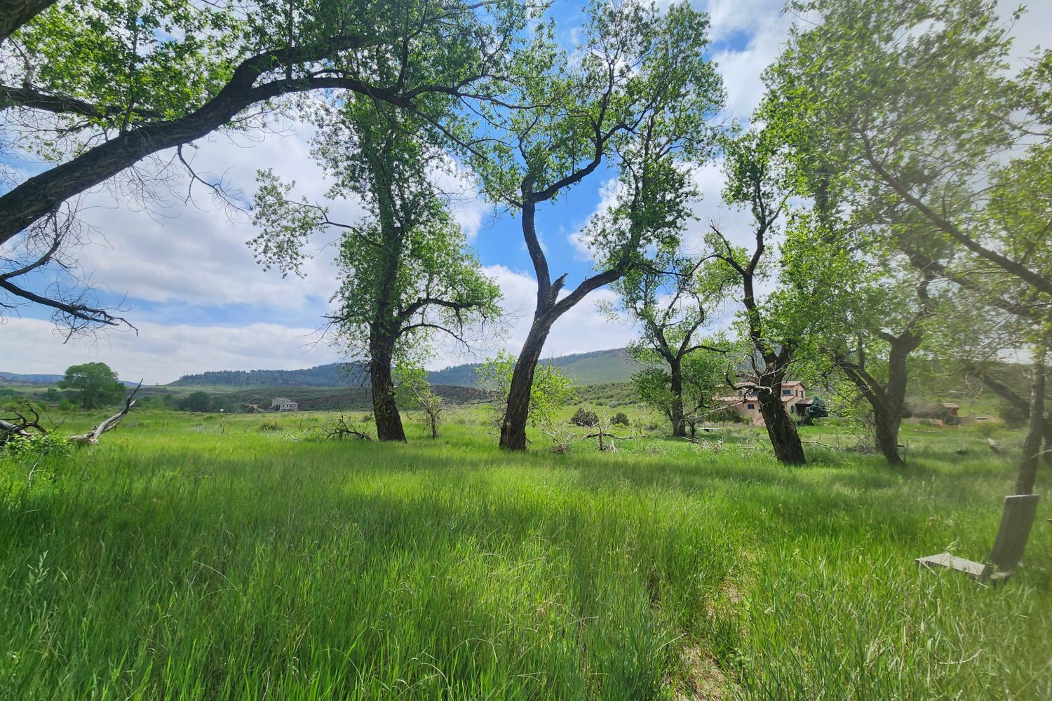 Inside the cottonwood circle.