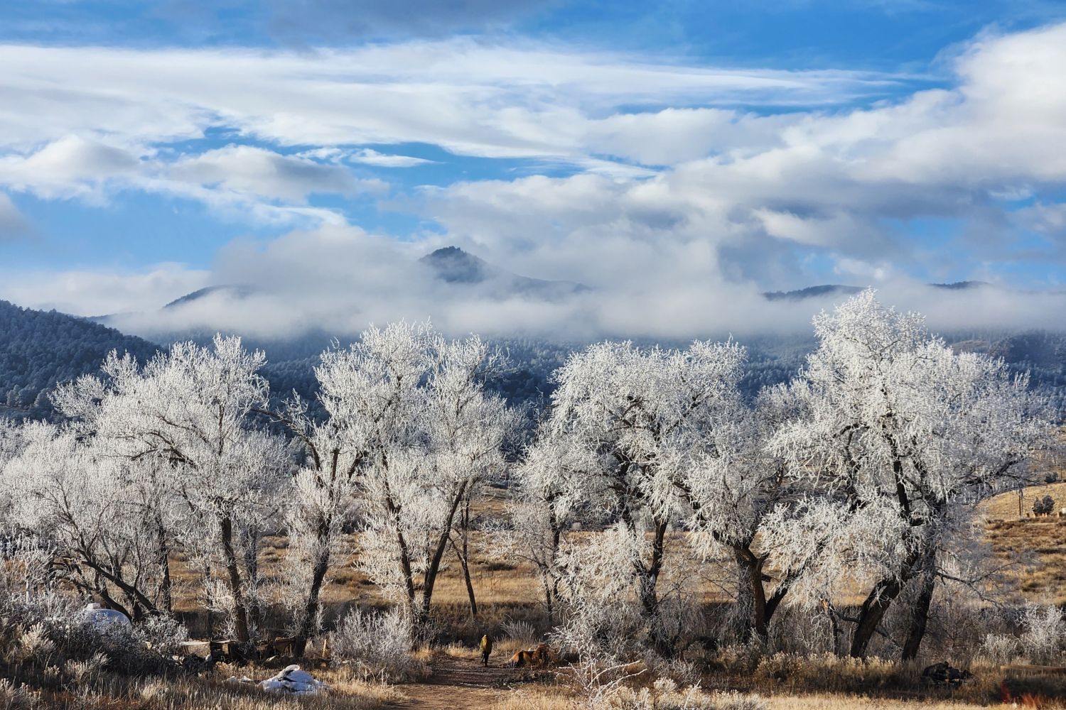 Hoarfrost on the cottonwoods, winter morning.